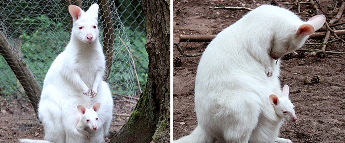 Albino Baby Kangaroo fehlt in Mamas Tasche im Zoo, Staatsanwälte glauben, es wurde gestohlen