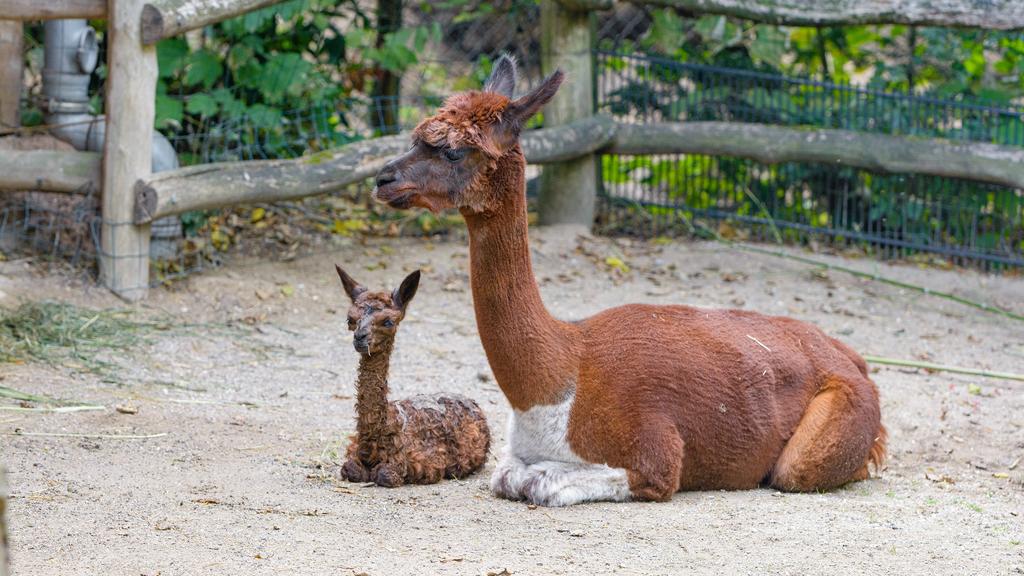 Ein Alpaka Baby ist im Duisburger Zoo geboren
