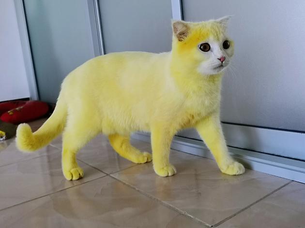 Frau behandelt kranke Katze mit Kurkuma - jetzt ist sie gelb