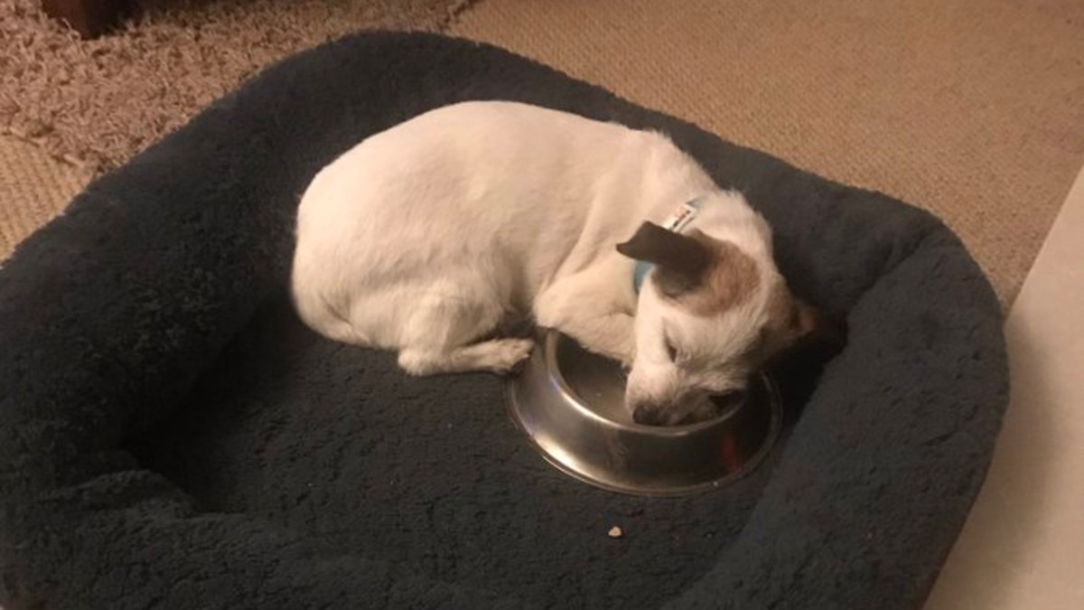 Ehemaliger Straßenhund ist so dankbar, seinen eigenen Futternapf zu haben: ‚Neville‘ schläft in Napf