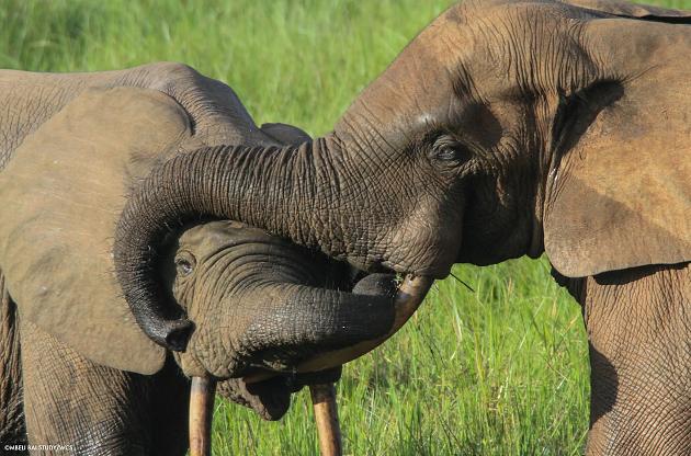 500 Elefanten grausam getötet: Dieses Urteil gegen Wilderer ist wegweisend