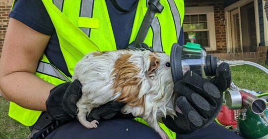 Feuerwehr rettet Katze und Meerschweinchen durch Sauerstoff Beatmung