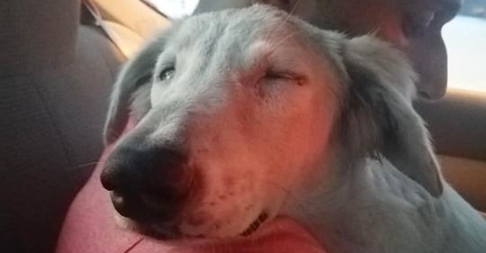 Heimatloser Hund schläft in den Armen seines neues Herrchens ein – zum ersten Mal fühlt er sich sicher