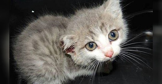 Katzenbaby misshandelt und Ohr abgeschnitten – Fahndung nach Tätern läuft