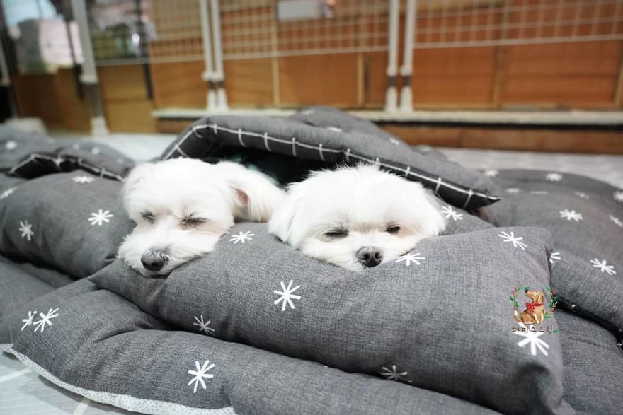 Fotos von Welpen beim Mittagsschlaf: Hundetagesstätte verzückt Hundefreunde auf der ganzen Welt