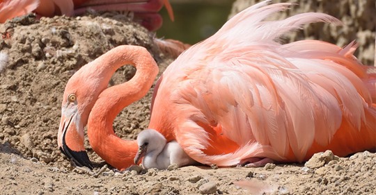 Alle vier neugeborenen Flamingoküken im Krefelder Zoo getötet: Vermutlich von Otter gerissen