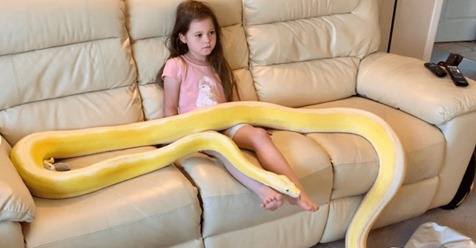 „Die sanfteste Schlange der Welt“: 7-Jährige feiert Tee-Partys mit ihrer 5-Meter Python ‚Cher‘