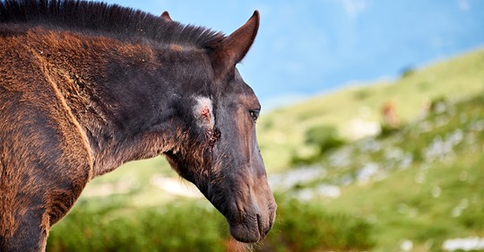Halter in Sorge: Unbekannter quält nachts Pferde – verletzt sie mit scharfen Gegenständen im Bein  und Genitalbereich