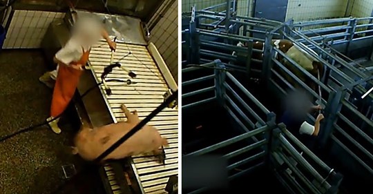 Metzger schlägt Tieren ins Gesicht, Elektroschocker werden eingesetzt: SOKO Tierschutz deckt Tierquälerei auf