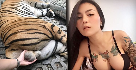 THAILÄNDER FINDEN DAS „DEMÜTIGEND“ Frau greift für Foto Tiger an die Hoden