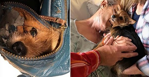Krankenschwester schmuggelt Hund ins Krankenhaus, damit sterbender Mann noch einmal mit ihm kuscheln kann