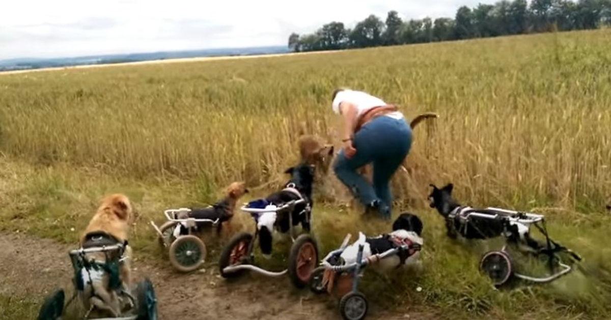 Ein ganzes Rudel behinderter Hunde in Rollstühlen spielt auf ihrem Spaziergang mit Stöckchen