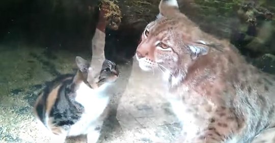 Video von in Luchs-Käfig gefallener Katze wird Internet-Hit