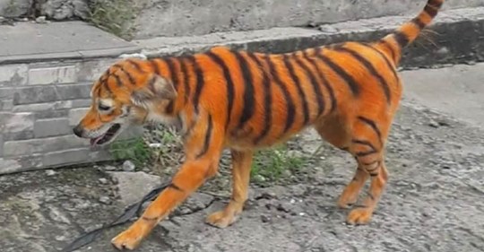 Tierschützer finden kleinen Hund, der angemalt wurde, um wie ein Tiger auszusehen – Empörung groß