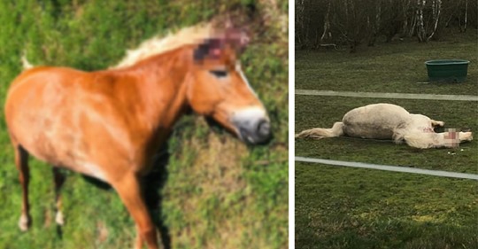 15 Pferde wurden verstümmelt aufgefunden – wurden Opfer eines unerklärlichen Internet-Trends
