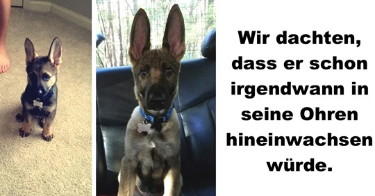 Deutsche Schäferhunde mit noch viel zu großen Ohren