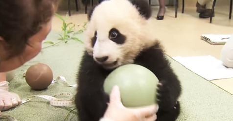 Baby Panda bekommt einen niedlichen Wutanfall, als Tierpfleger versuchen, seinen Lieblingsspielzeugball wegzunehmen