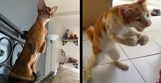 16 lustige Bilder von Katzen, die auf zwei Beinen stehen