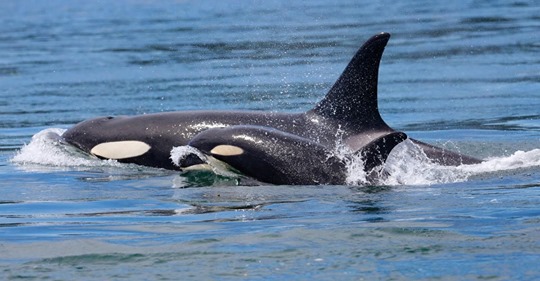 Tahlequah, eine Orca Kuh, die 17 Tage lang ihre Stillgeburt betrauert hat, wird wieder Mutter