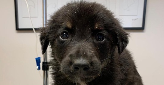 Betrüger verkaufen schwerkranke Hundebabies über Ebay   wenig später sind die Welpen tot
