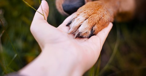 Dein Hund legt seine Pfote auf deine Hand? 4 wahre Gründe dafür