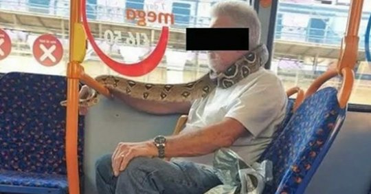 Britischer Fahrgast trug Python als Schutzmaske