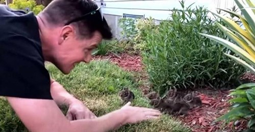 Ein Mann verzaubert sechs unfassbar liebenswerte Babyhasen aus seinem Garten