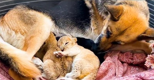 Deutscher Schäferhund zieht Löwen Babys auf, nachdem Mutter diese töten wollte