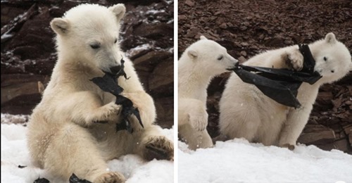 Eisbärenjunges beißt auf Plastik, zwei weitere spielen mit Müll – Umweltverschmutzung nimmt nicht ab