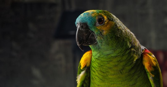 Papageien stören Videokonferenzen im Homeoffice – deshalb landen viele im Tierheim
