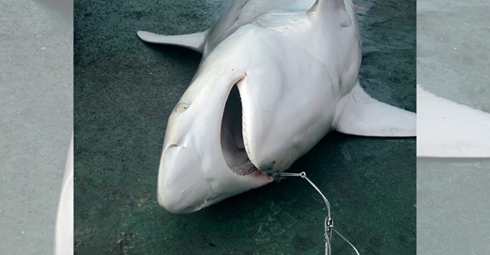 Tierschützer entsetzt: Für Corona-Impfung könnten halbe Million Haie getötet werden – tragen wichtigen Stoff in sich