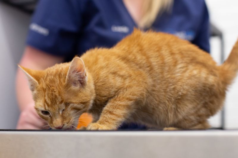Kätzchen wird viermal angeschossen und zum Sterben zurückgelassen – behandelnde Ärztin adoptiert es