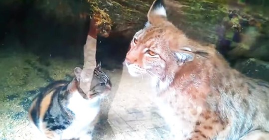 Streunende Katze hat sich ihren Weg ins Luchsgehege gebahnt und der Zoobesucher wurde dabei gefilmt