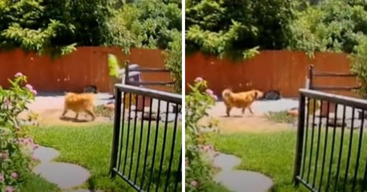 Das Filmmaterial einer Sicherheitskamera zeigt einen heldenhaften Hund, der einen Sanitärarbeiter zur älteren Besitzerin führte, die gestürzt ist