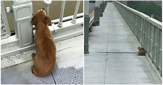 Hund wird wartend auf einer Brücke entdeckt – sein Herrchen hatte an der Stelle Selbstmord begangen