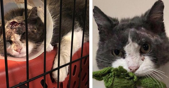 16 Vorher-nachher-Bilder von Katzen, die adoptiert wurden