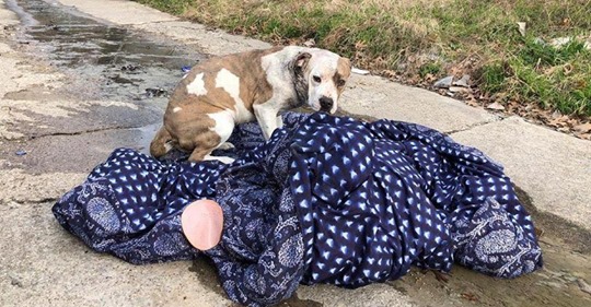 Ausgesetzter Hund will seine geliebte Decke nicht verlassen