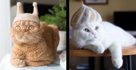 16 Katzen, die Mützen aus ihrem eigenen Fell tragen