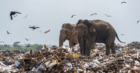 Elefanten werden dabei beobachtet, wie sie Müll essen – dieser wurde zuvor auf ihrem Land ausgeschüttet