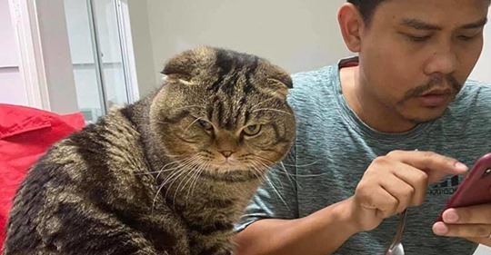 16 Bilder: Thailändisches Paar hat eifersüchtige Katze