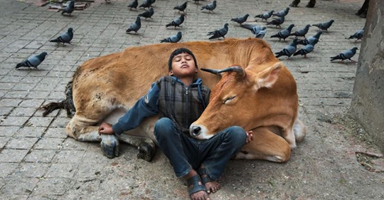 15 Bilder zeigen Beziehung zwischen Mensch und Tier