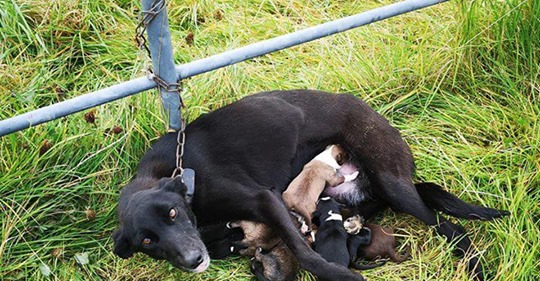 Ausgesetzte Hundemutter mit 6 Welpen wird von Kette befreit