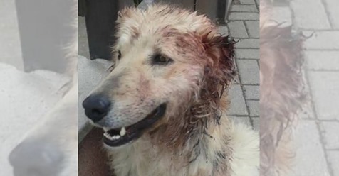 Hund „Belcho“ soll von Kindern von zu Hause verschleppt und misshandelt worden sein – schnitten ihm Ohren ab