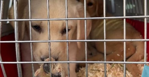 Hundewelpen ohne Wasser im Käfig transportiert