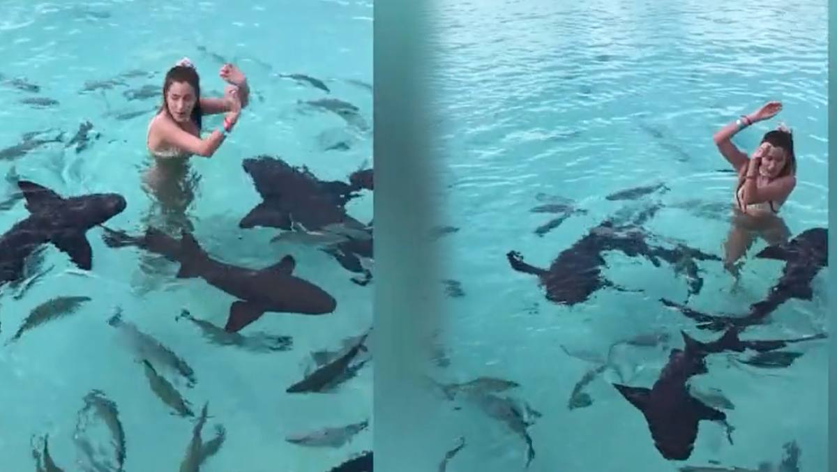 Frau will mit Haien im Wasser posieren   und bereut ihre Entscheidung sofort