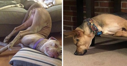 18 Hunde, die in seltsamen Posen eingeschlafen sind