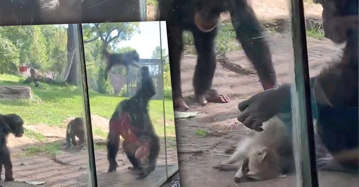 Waschbär verirrt sich in Schimpansen-Gehege und unterschreibt sein Todesurteil