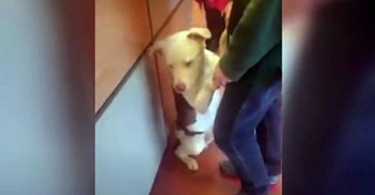 Der Hund klammert sich an seine Besitzer, als er merkt, dass sie ihn im Tierheim abgeben wollen