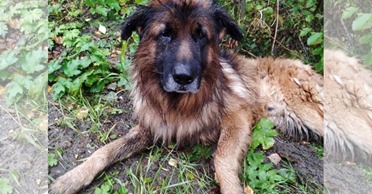Russland: Schäferhund „Kiryusha“ wird von Besitzern geschlagen und im Wald vergraben – und zwar lebendig
