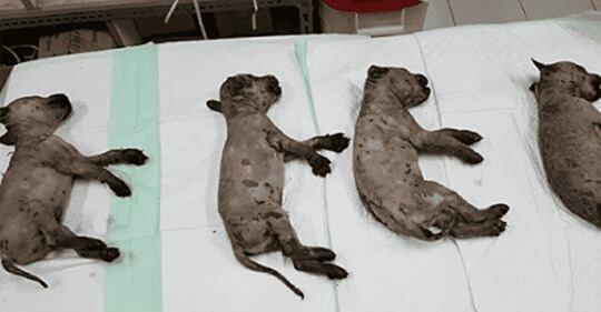 Fünf Welpen getötet – Mann kippt Flüssigreiniger über Baby Hunde